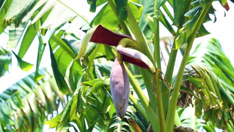 a banana tree with bunch of ripe bananas in indian subcontinent