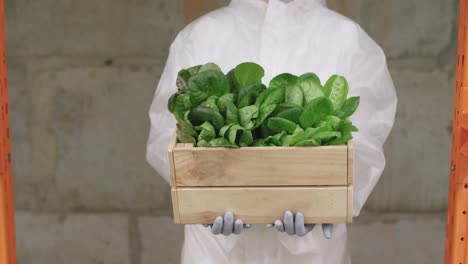 joven ingeniera agrónoma enguantada en ropa de trabajo protectora sosteniendo una caja de madera con plántulas de espinaca verde dentro de una granja vertical