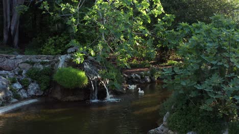 Weiße-Pekingenten-Schwimmen-Am-Gartensee-Mit-Kleinem-Wasserfall-Und-Umgeben-Von-Grünen-Bäumen