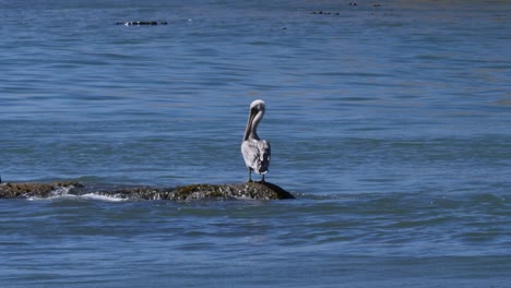 a pelican resting on a moss-covered rock