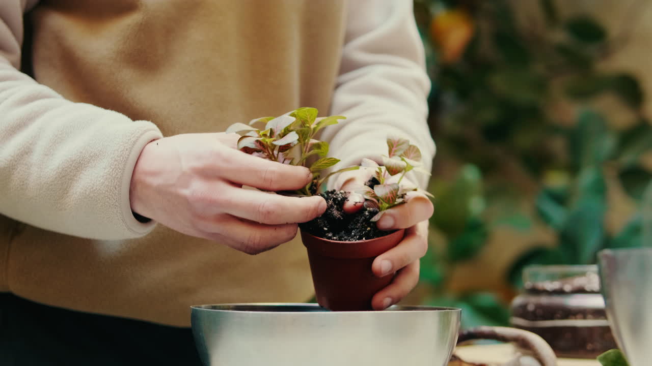 室内 植物 の 植え替え
