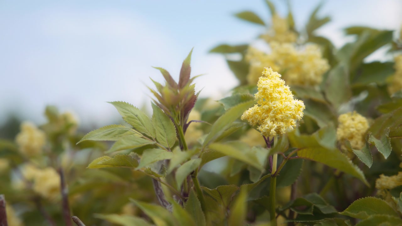 Albero di sambuco rosso con fiori gialli.