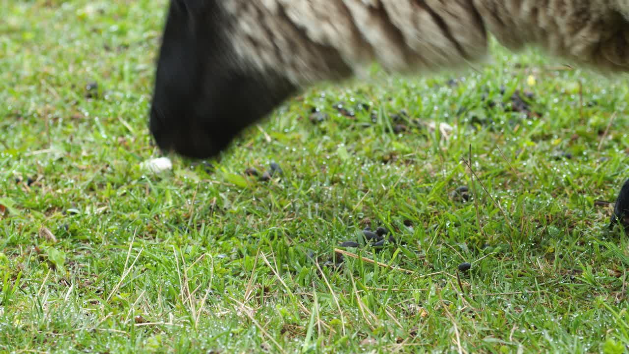 ovejas de cerca comiendo hierba en el pasto