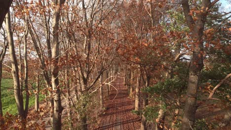 Movimiento-Aéreo-Hacia-Atrás-En-La-Parte-Superior-Del-árbol-Entre-Las-Hojas-De-Color-Otoñal-En-Las-Ramas-Por-Encima-De-Un-Camino-De-Tierra-Camino-Del-Bosque-En-La-Tarde-Holandesa-Bajo-El-Sol-De-Otoño