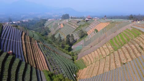 aerial flyover of intriguing terraced vegetable plantations. indonesia