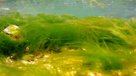 toma submarina de algas verdes