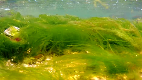 underwater shot of green seaweeds