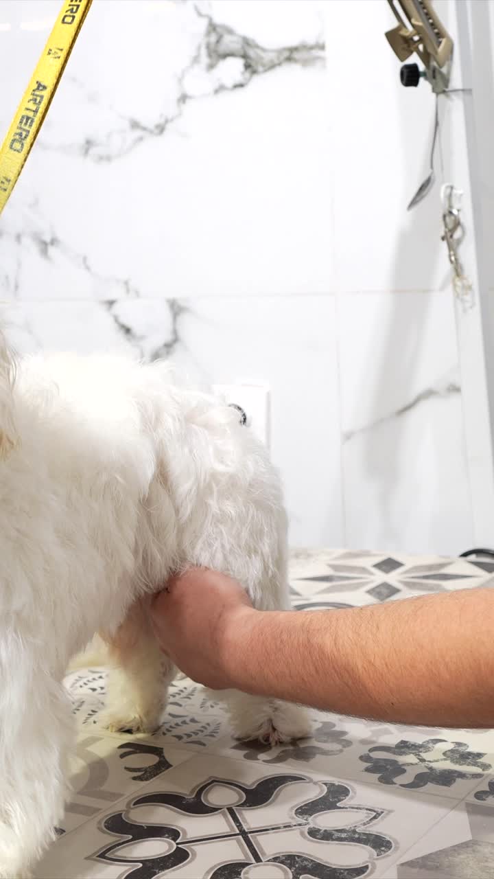 Professional Groomer Drying a White Dog's Fur