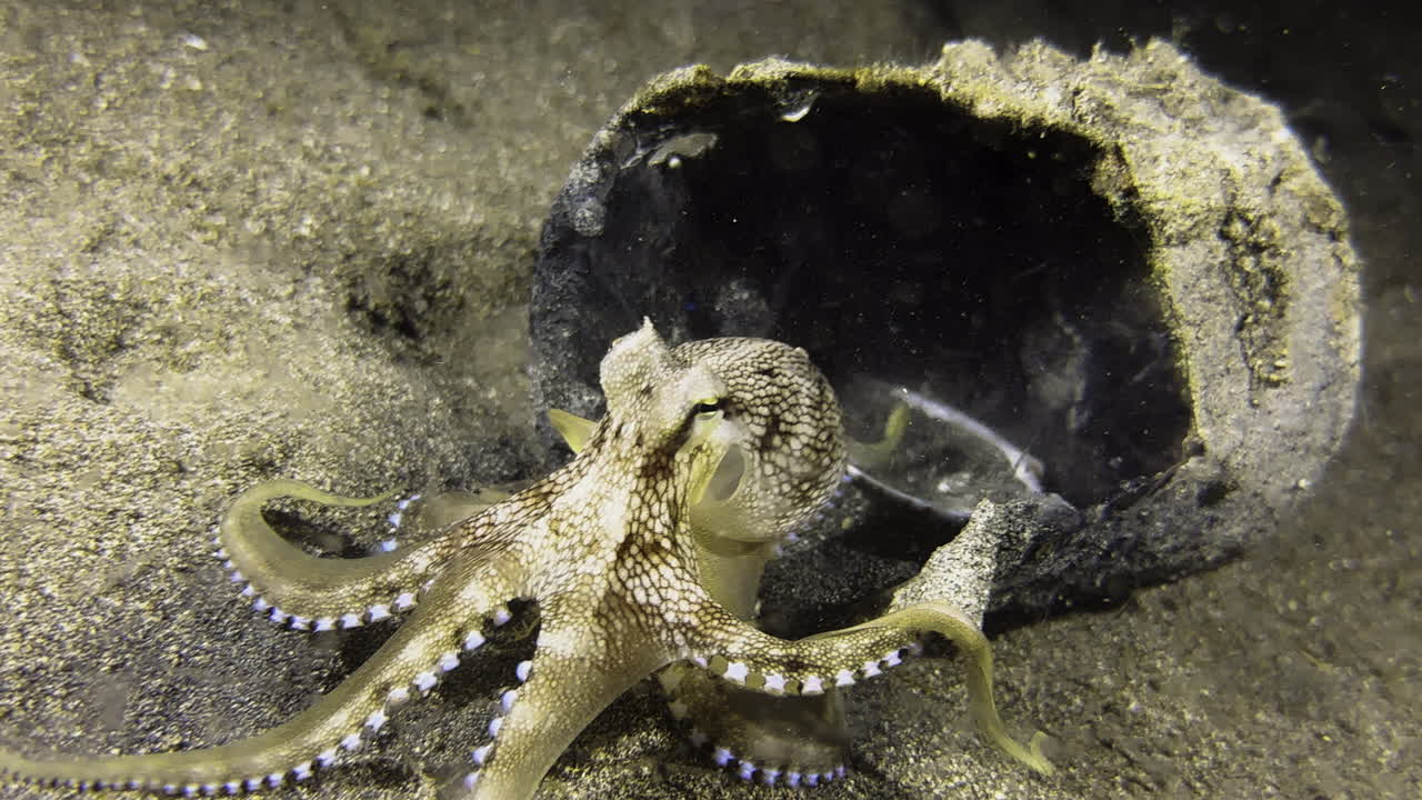 A coconut octopus uses a rusted tin can on the seabed as a base for its nightly hunt for plankton. The octopus has attached itself to the can with four arms and is fishing for food with his tentacles