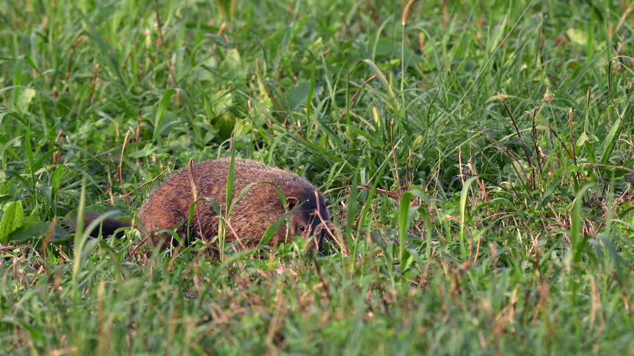 A groundhog or woodchuck grazing in a meadow on a sunny morning