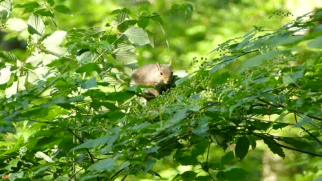 Eichhörnchen,-Das-Eine-Nuss-Auf-Einem-Ast-Isst,-Umgeben-Von-Grünen-Blättern-In-Einem-Natürlichen-Lebensraum-Mit-Verschwommenem-Hintergrund