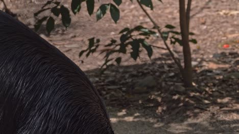 closeup of a double-wattled cassowary eating fruit in the rainforest