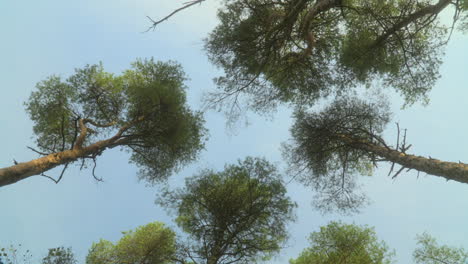 Los-árboles-Altos-Se-Recortan-Contra-El-Cielo-De-Verano-Con-Una-Vista-Que-Gira-Muy-Lentamente-Hacia-Arriba