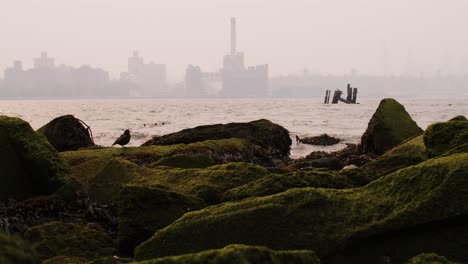 view of manhattan covered in smoke from wildfires seen from beach on the east river with waves crashing on mossy rocks in the foreground and a bird flying across frame