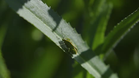 Invasive,-non-native-stinkbugs-on-leaves-in-Pacific-Northwest-backyard