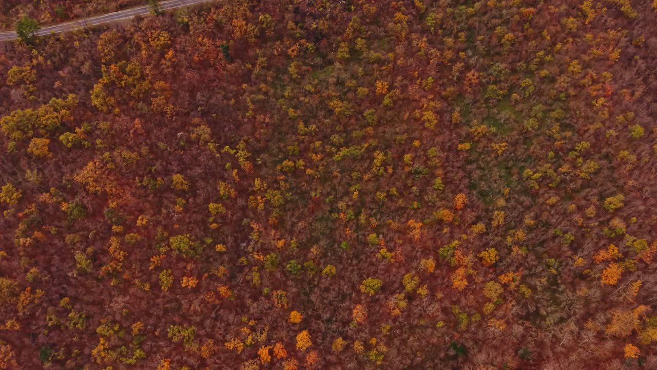 Vibrant autumn foliage spreads across the hills of Bulgaria from above