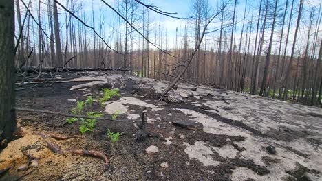 bare earth healing from a forest fire earlier in the summer when conditions were dry and not as moist