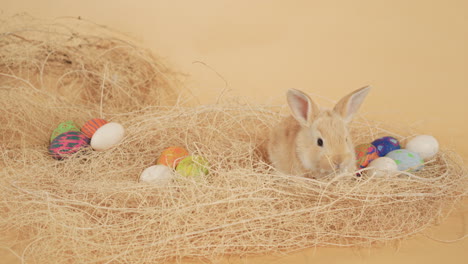 Adorable-Conejito-De-Pascua-Moviendo-Sus-Narices-En-Medio-De-Un-Nido-De-Heno-Con-Huevos---Tiro-Estático-De-Primer-Plano-Medio