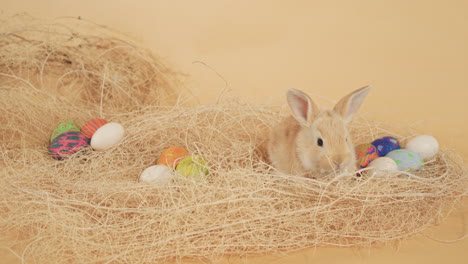 adorable conejito de pascua moviendo sus narices en medio de un nido de heno con huevos - tiro estático de primer plano medio