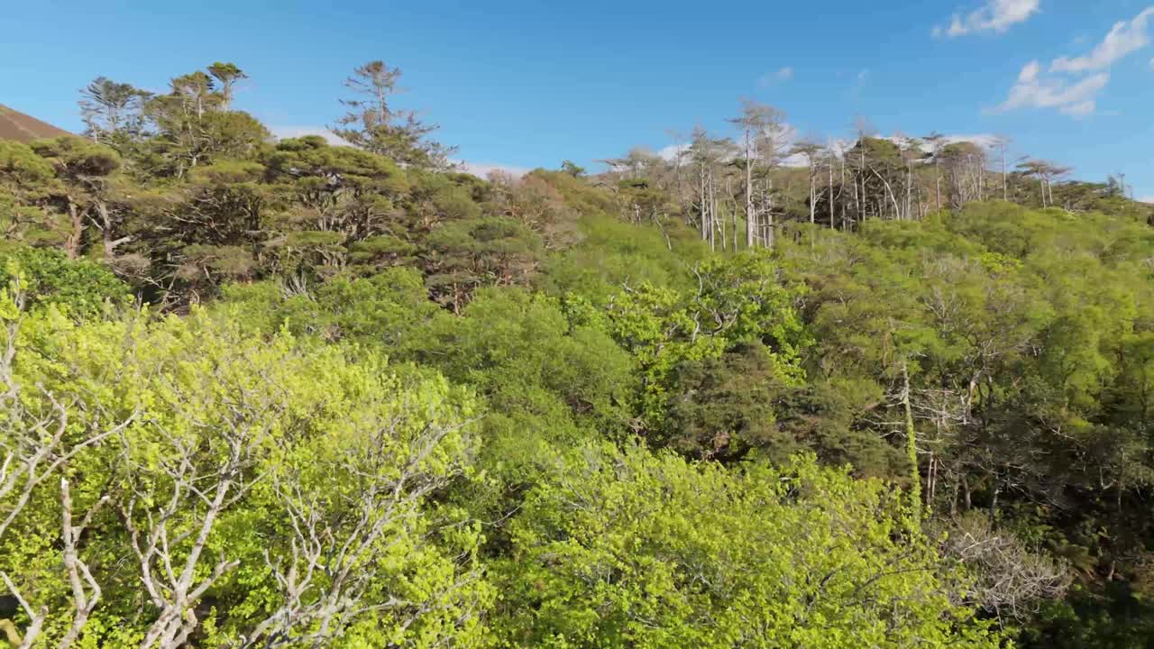 Drone lifts off in a glowing forest, revealing a tranquil waterfall surrounded by lush greenery. A peaceful nature scene in the heart of Ireland.