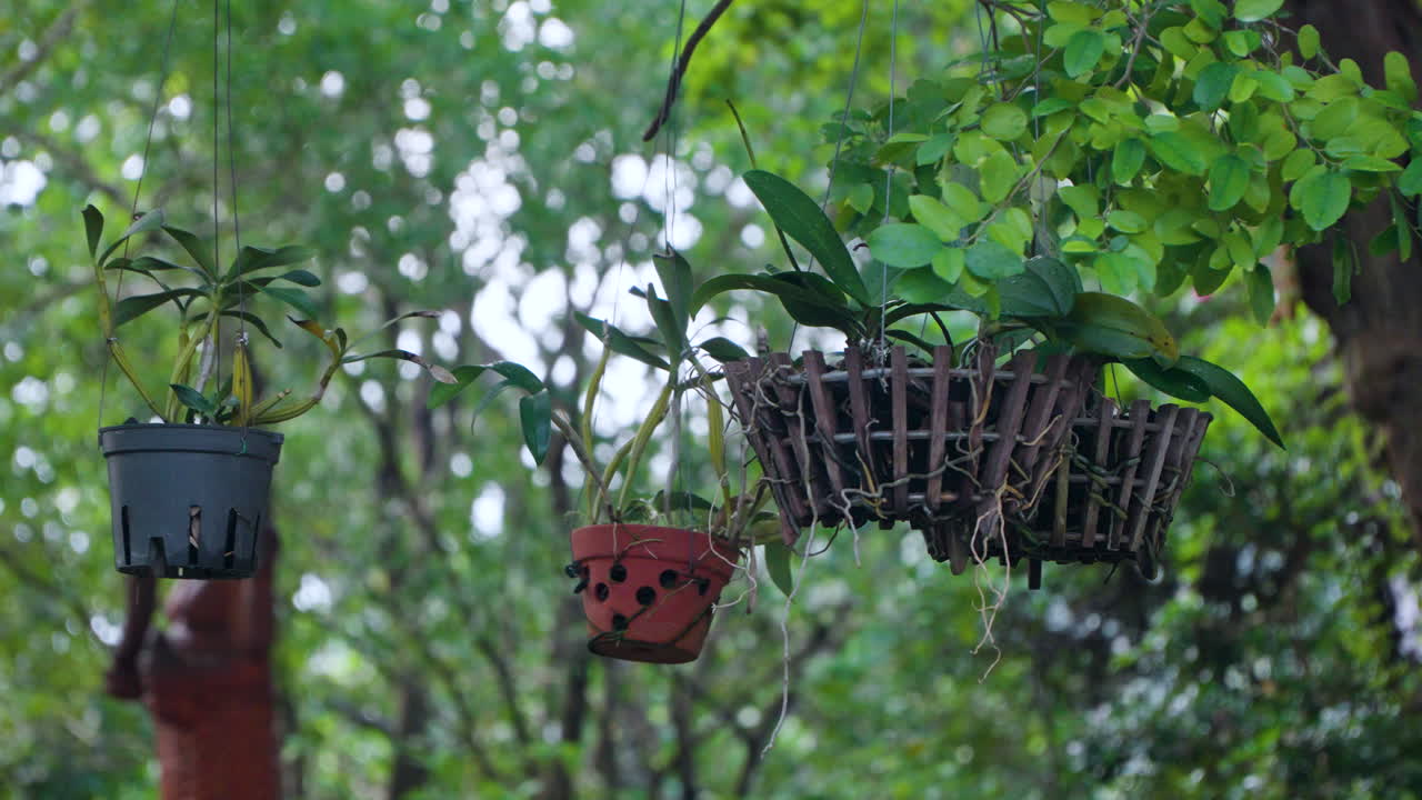 Rustic Tropical Plants in Pots Hanging on Tree Branches in Po Nagar Cham Temple Garden, Nha Trang, Vietnam