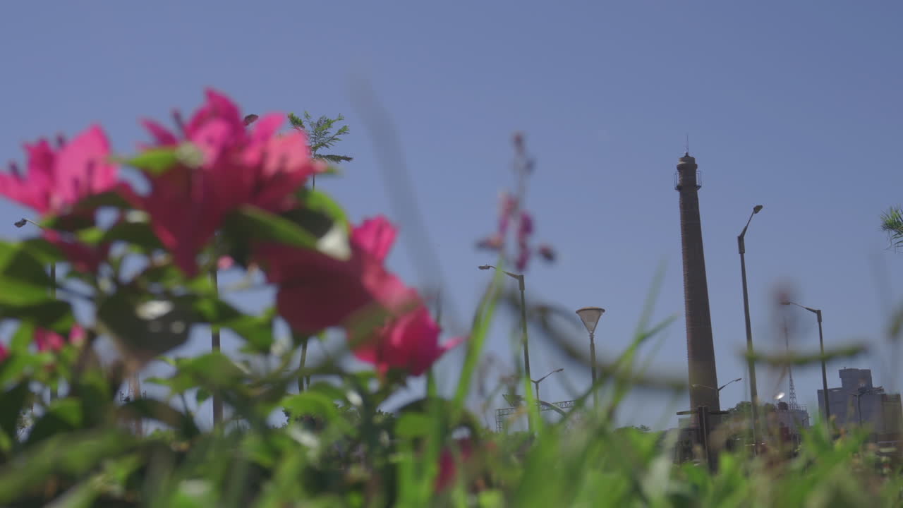 잔디밭에 분홍색 꽃의 정적 낮은 pov 샷