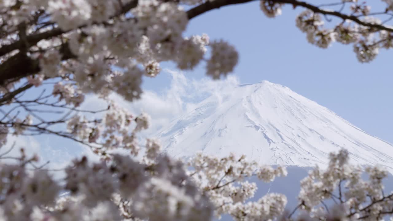 Incredible slow motion close up over snow covered top of Mt. Fuji with fully blooming cherry blossoms