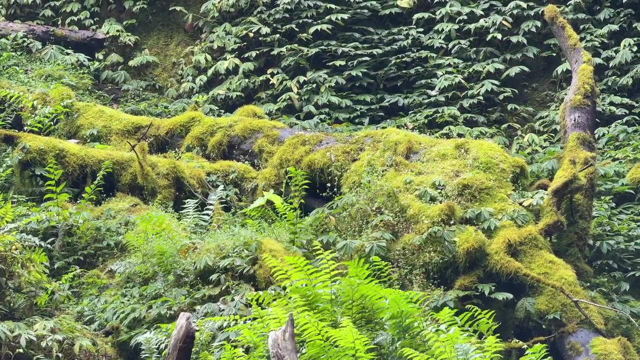 Tronco d'albero caduto e muschioso in una lussureggiante foresta pluviale verde.