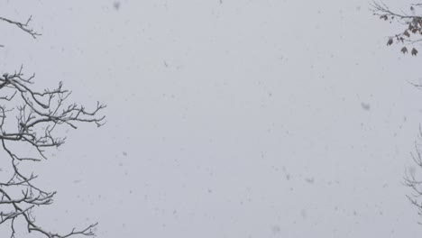 slow motion: heavy snowfall, many snowflakes