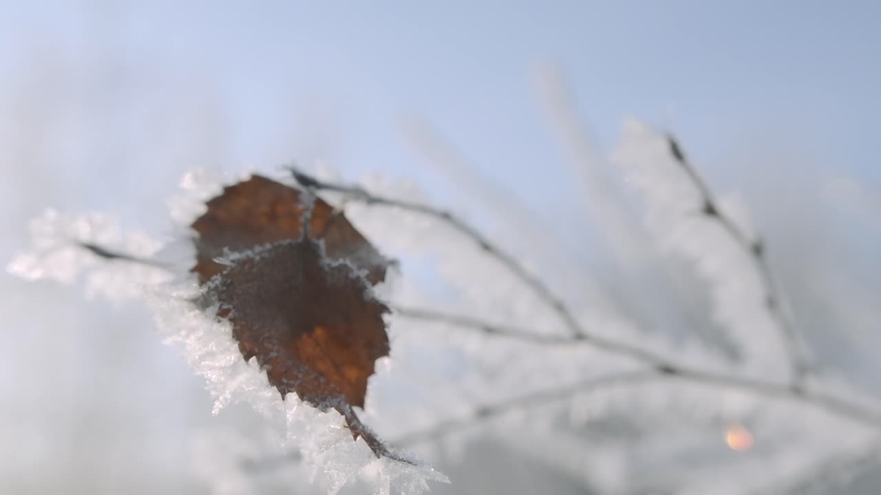 가지 에 얼어붙은 잎