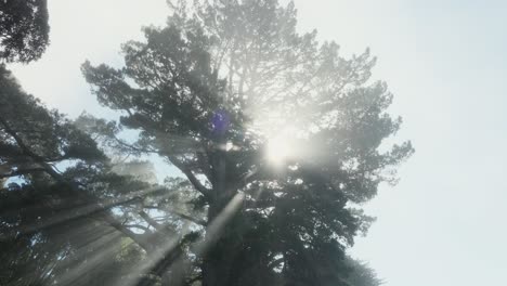 Stunning-rays-of-sunlight-filtering-through-branches-of-large-tree-canopy-through-misty,-foggy-atmosphere-in-the-outdoor-wilderness