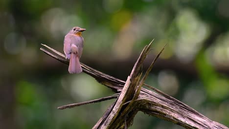 El-Papamoscas-Azul-De-La-Colina-Se-Encuentra-En-Un-Hábitat-De-Gran-Altura,-Tiene-Plumas-Azules-Y-Un-Pecho-Anaranjado-Para-El-Macho,-Mientras-Que-La-Hembra-Es-De-Color-Marrón-Canela-Pálido-Y-También-Con-Un-Pecho-Anaranjado-En-Transición