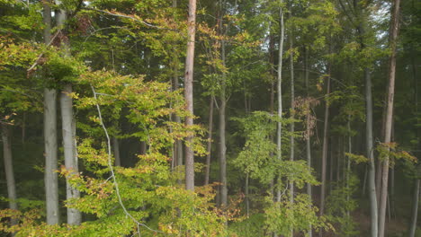 Otoño-Brumoso-Naturaleza-Bosque-Paisaje