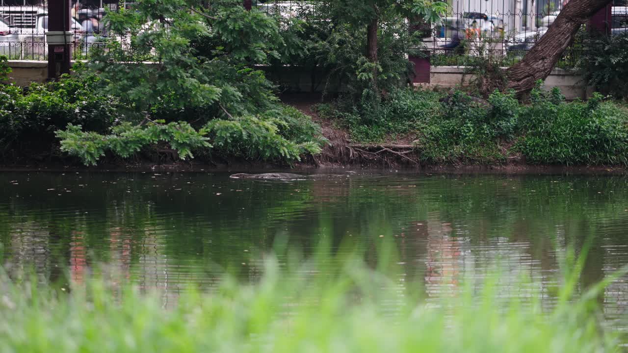 Monitor Lizard in a City Park Pond