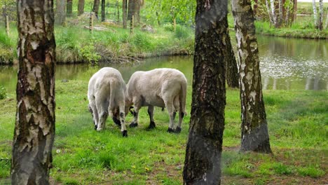 sheep grazing on a grass field near the pond - wide shot, slow motion