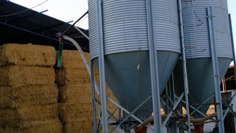 turkey, on the cow farm, cows eating, milking cows, milking, milk