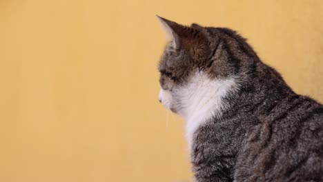 Curious-Cat-Looking-Around-With-Yellow-Background