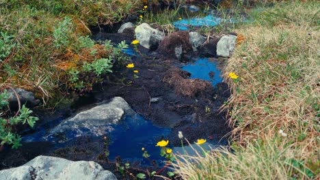 Pantanos-Con-Rocas-Y-Pastos.-Fotografía-De-Cerca