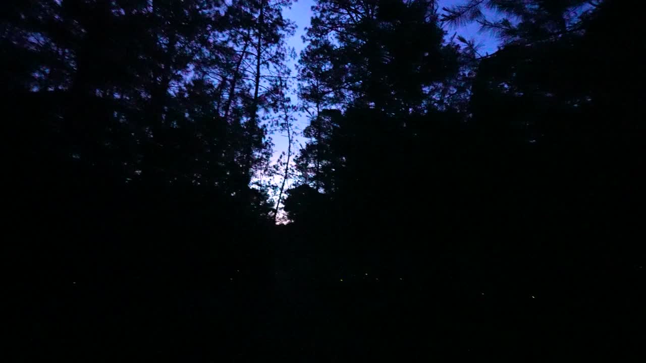 Video di lucciole che brillano nella foresta