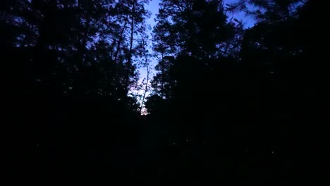 video of fireflies glowing in the forest