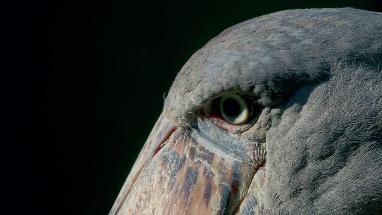 우간다 의 나일 강 에서 물고기 를 찾고 있는 슈빌 스토크 의 근접적 인 모습.