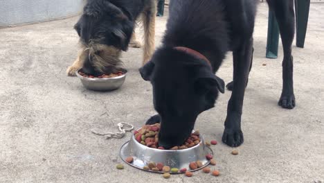 two dogs eating food from steel bowls