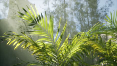 bright-light-shining-through-the-humid-misty-fog-and-jungle-leaves