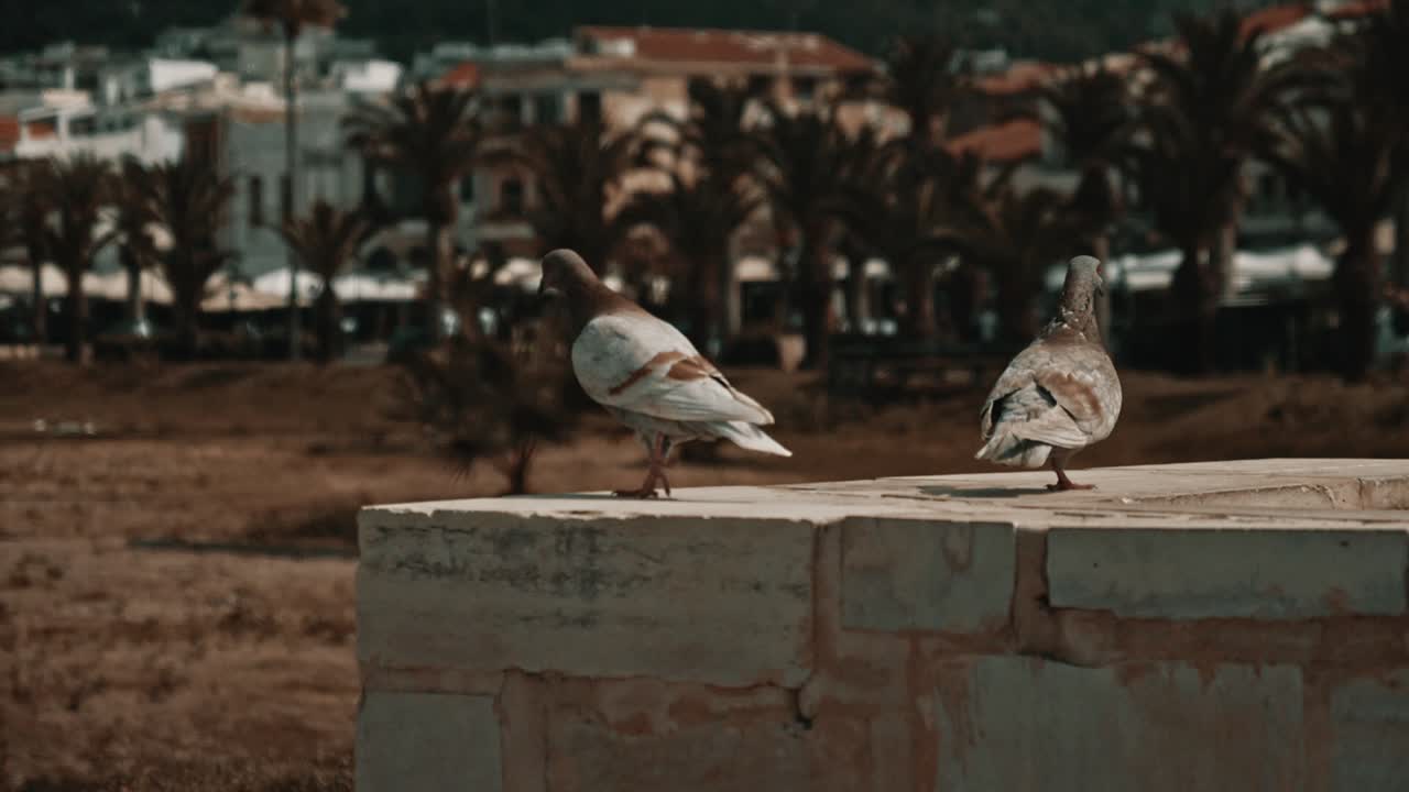 palomas caminando sobre una pared en cámara lenta