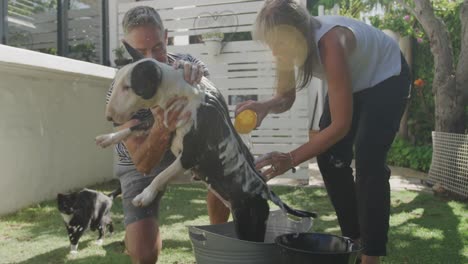 couple washing dog in their garden