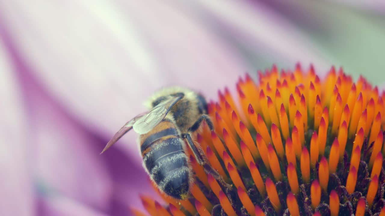 abeja melífera recolecta polen de una flor de cono púrpura y naranja