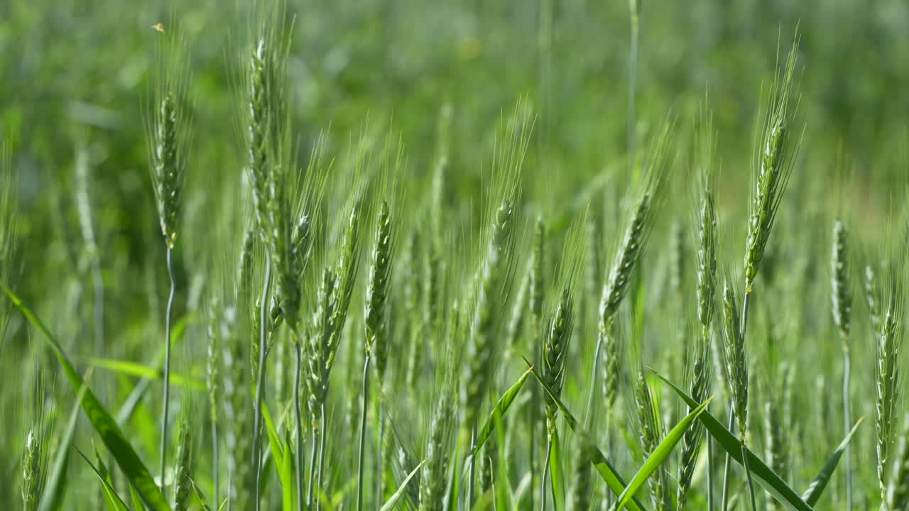 Wheat cultivated in the hilly areas.