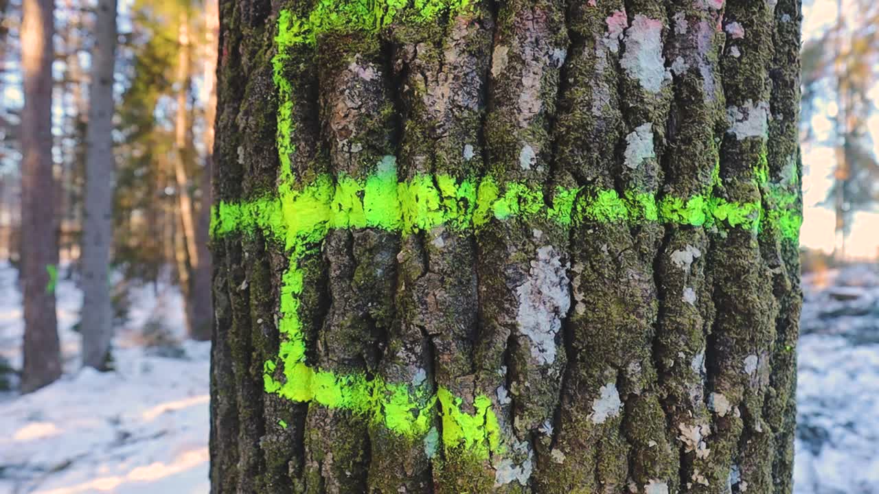 Alberi in una foresta innevata sono contrassegnati con simboli di vernice spray verde brillante, che indicano i tronchi selezionati per i lavori forestali in mezzo a un tranquillo bosco invernale.