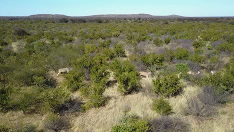 panorámica aérea de antílopes y cebras corriendo en fila en el desierto de botswana