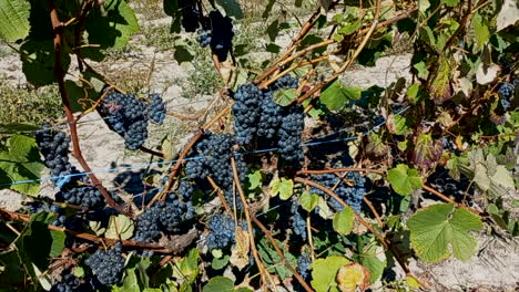 vineyard extension with bunches of black grapes, ready to be picked